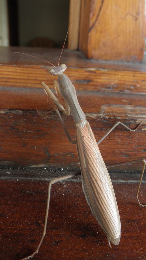 Iris oratoria e Mantis religiosa della Grecia